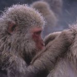 Monkey hair