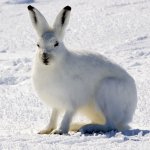 Arctic hare
