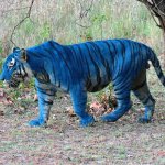 Blue Tiger