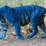 Blue Tiger