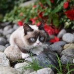 GRUMPY CAT UP THE CREEK