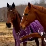 HOLD YOUR HORSES