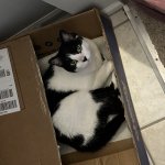 Since when did Amazon sell pets that’s not what I ordered? meme
