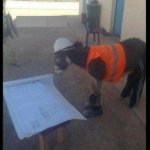 donkey construction
