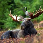 Moose and goose