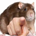 Hamster point