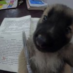dog studying