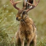 Jackelope template