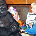 Koko the Ape meme