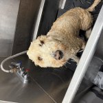 Wet dog