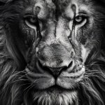 the lion