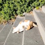 Cat sleeping meme
