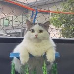 Cat meme