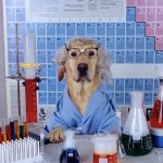 Labrador in a scientist suit