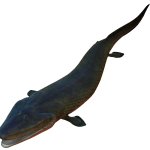 Tiktaalik