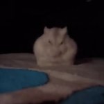 Grab hamster GIF Template