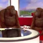 Where orangutan
