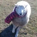 Andas con frio, Oscar