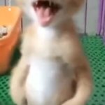 SCREAMING KITTEN
