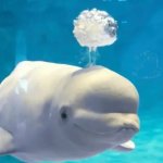 Dophin brainfart