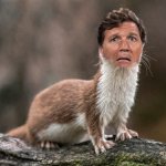 Tucker Carlson weasel denies saying awful things meme