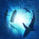 Sharks circling