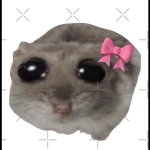 Hamster