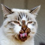 chocolate cat