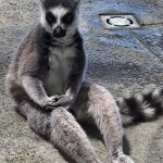 Elegent Lemur