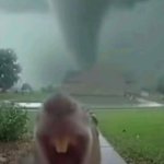 Squirrel Tornado