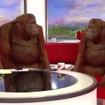 Where orangutan