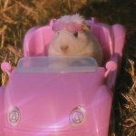 Hamster in car