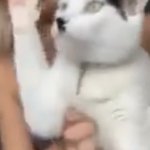 Kitler