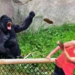 Gorilla throwing poop