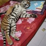tiger sleeping