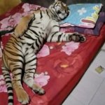 tiger sleeping