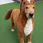 Went A Little Horse