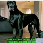 Funny | Adam, ball, coal, eclipse, flag, friday, hole, ink, jack, jet, list, mail, mamba, market, onyx, pearl, sabbath | image tagged in funny,name,dog,unique,relevant,serious | made w/ Imgflip meme maker