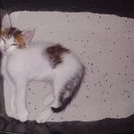 Funny Cat