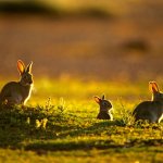 Andrew's Rabbits