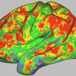Orange brain