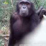 Chimp with stick GIF Template