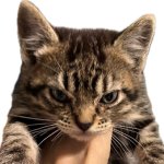 Angry kitten