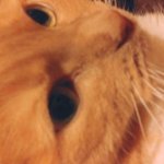 Orange has the confusion