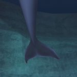 Sora's tail