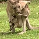 Ahh kangaroo