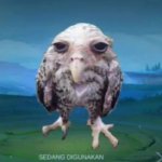 Diggiedaw