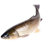 fish picture