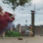 Watch out pigeon lady GIF Template