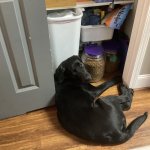 Pleading dog